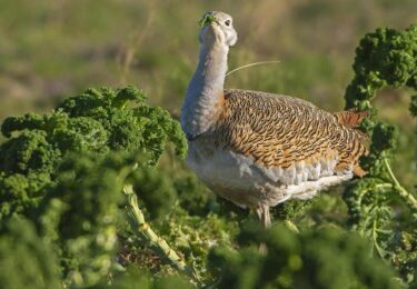 Foto bij het artikel: "Een zeldzame vogel"