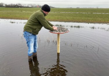 Foto bij het artikel: "Scholeksters broeden op verkeersborden gemeente Súdwest-Fryslân"